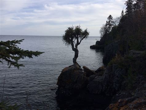 Exploring the Cultural Significance of Immense Portage Witch Trees